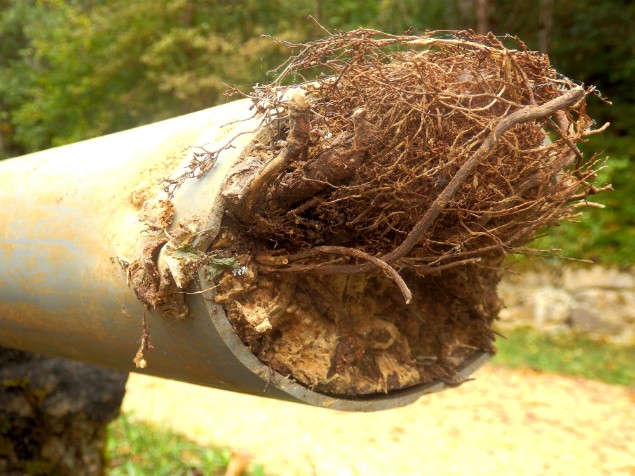 Drainage tree root cutting